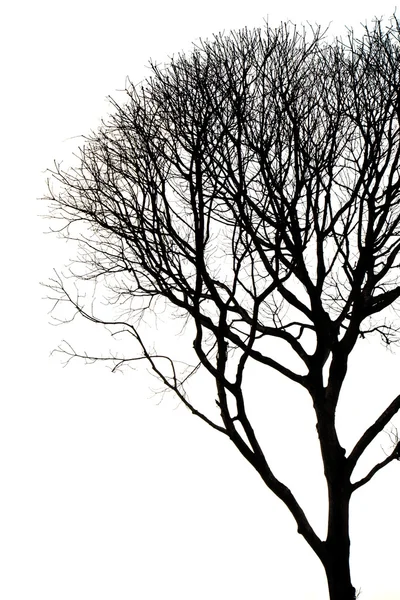 葉のない枯れ木のシルエット — ストック写真