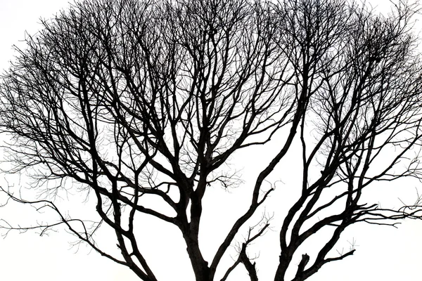 Silhouetten eines abgestorbenen Baumes ohne Blätter — Stockfoto
