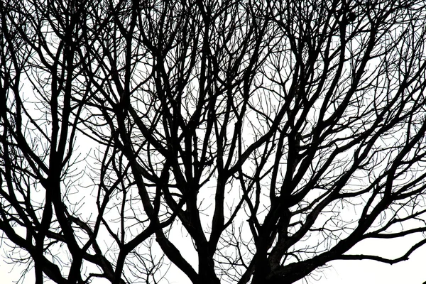 Siluetas de Árbol Muerto sin Hojas — Foto de Stock