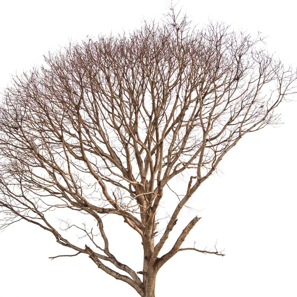 Albero morto senza foglie isolato su sfondo bianco — Foto Stock