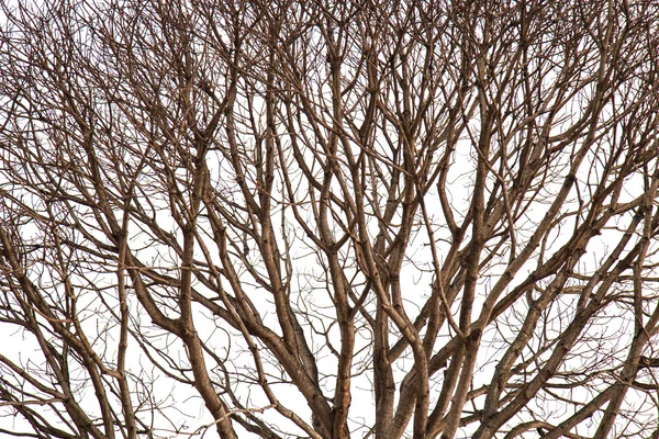 Πεθαμένο δέντρο χωρίς φύλλα που απομονώνονται σε λευκό φόντο — Φωτογραφία Αρχείου