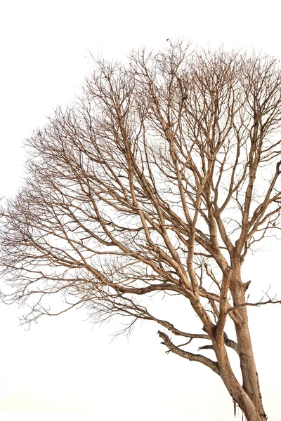 Árvore morta sem folhas isoladas no fundo branco — Fotografia de Stock