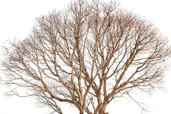 Albero morto senza foglie isolato su sfondo bianco — Foto Stock