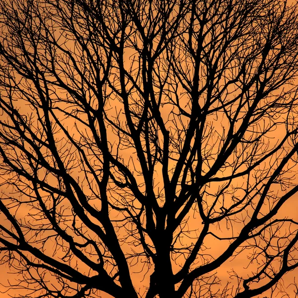 Σιλουέτες των νεκρών δέντρων χωρίς φύλλα — Φωτογραφία Αρχείου