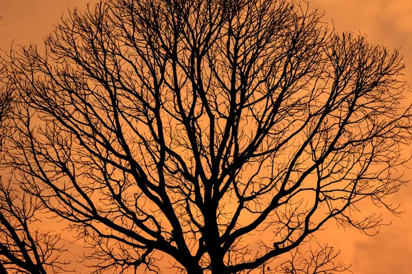 Siluetas de Árbol Muerto sin Hojas — Foto de Stock