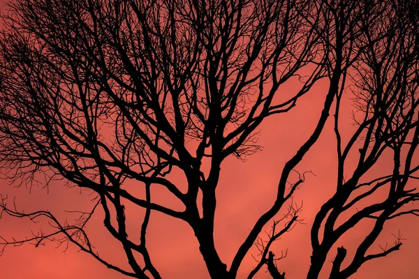 葉のない枯れ木のシルエット — ストック写真