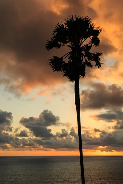 Silhouette di palma al tramonto — Foto Stock