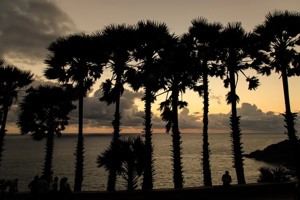 Silhouet van palm tree op zonsondergang tijd — Stockfoto