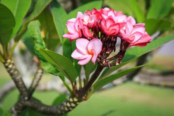 Flor de Plumeria o Frangipani en el jardín —  Fotos de Stock