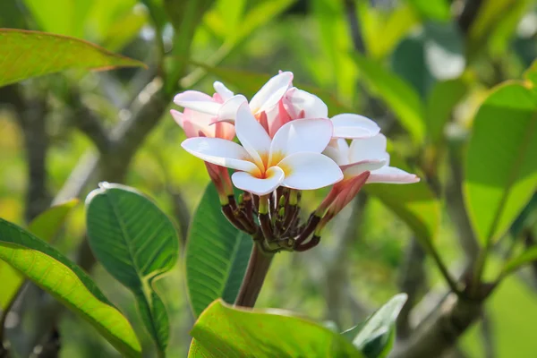 Plumeria flor ou Frangipani no jardim — Fotografia de Stock