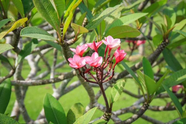 鸡蛋花或鸡蛋花在花园里 — 图库照片