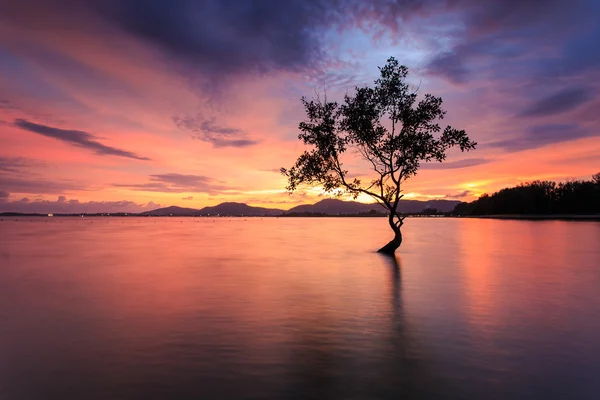 Silhouette de l'arbre à la mer au temps du sutset — Photo