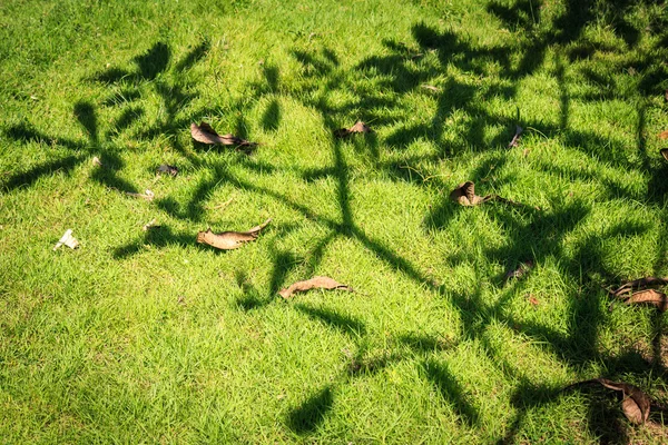 Зеленая трава с тенью дерева — стоковое фото