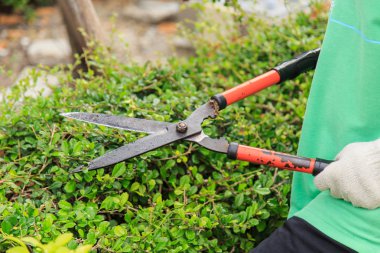 Bahçedeki budama çalılar.