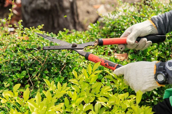 Cespugli di potatura in giardino . — Foto Stock