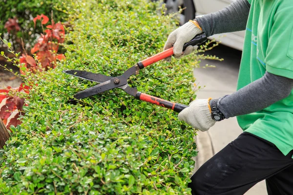 Pruning bushes in the garden. — Stock Photo, Image
