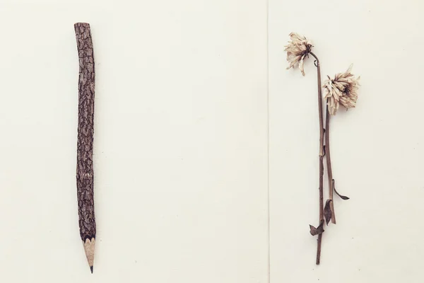 Suszone kwiaty i ołówek na papierze morwy — Zdjęcie stockowe