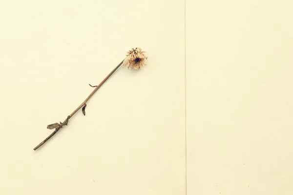 Suszone kwiaty na papierze morwy — Zdjęcie stockowe