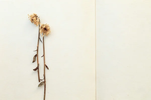 Suszone kwiaty na papierze morwy — Zdjęcie stockowe