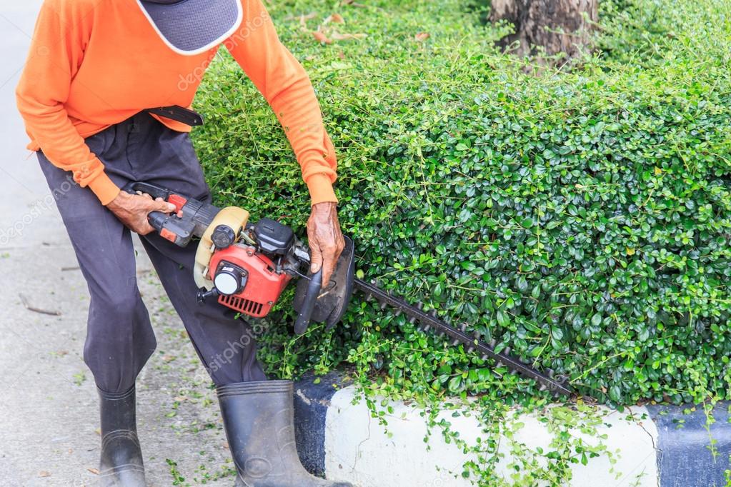 A man trimming hedge at the street Stock Photo by ©PhanuwatNandee 57404829