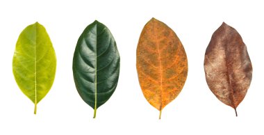 Beyaz arka plan üzerinde izole ağaç yaprak