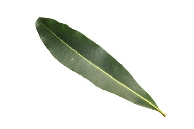 Beyaz arka plan üzerinde beyaz izole ağaç yaprak