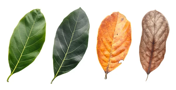 Stromové listí izolovaných na bílém pozadí — Stock fotografie