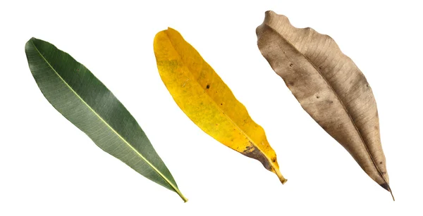 Stromové listí izolovaných na bílém pozadí — Stock fotografie