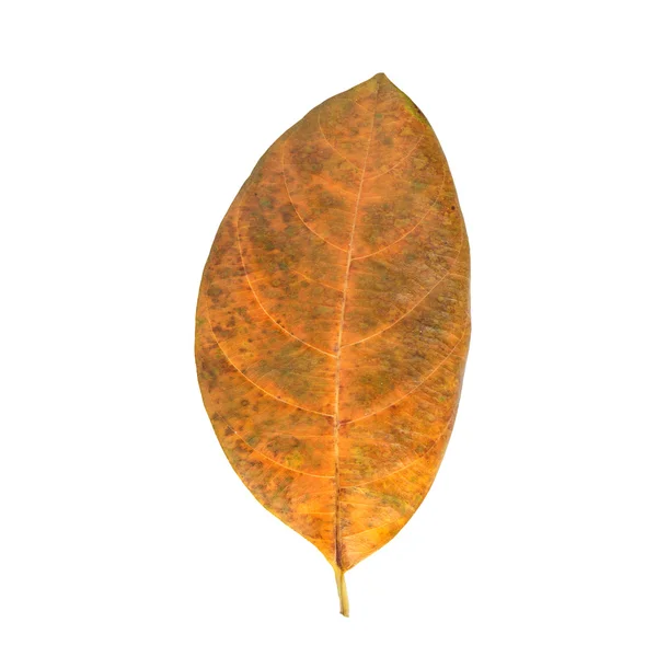 Hoja de árbol aislada sobre fondo blanco — Foto de Stock