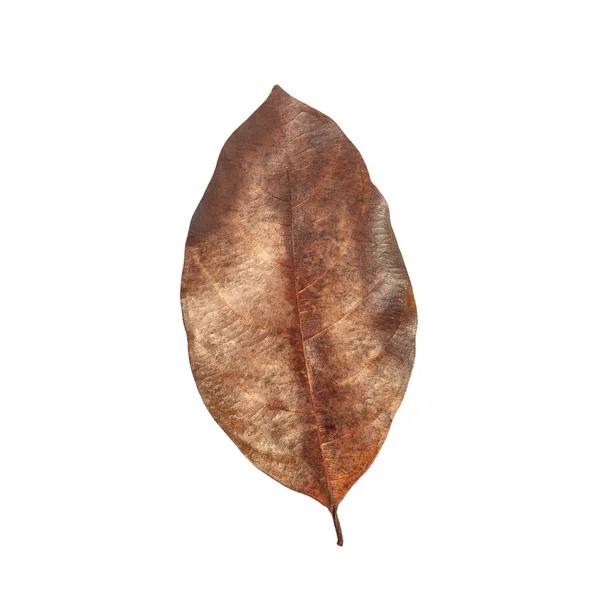 Feuille d'arbre isolée sur fond blanc — Photo