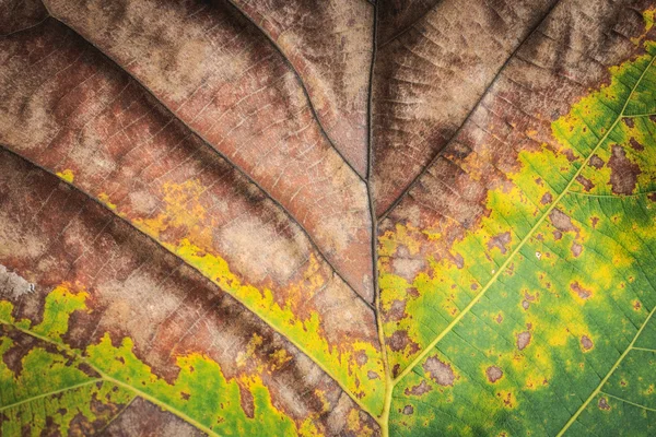 흰색 배경에 흰색 절연 나무 잎 — 스톡 사진