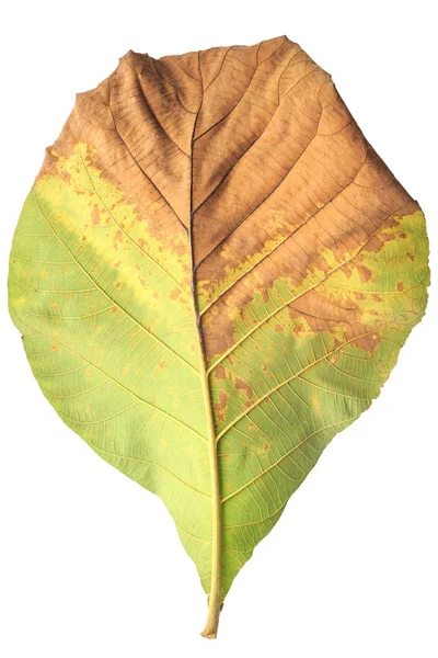 Stromové listí izolované na bílém na bílém pozadí — Stock fotografie