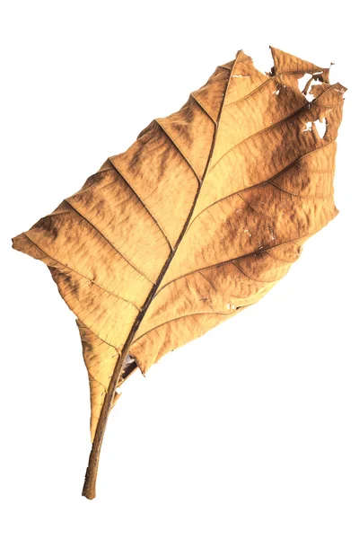 Feuille d'arbre isolée sur fond blanc — Photo