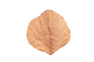 Beyaz arka plan üzerinde beyaz izole ağaç yaprak