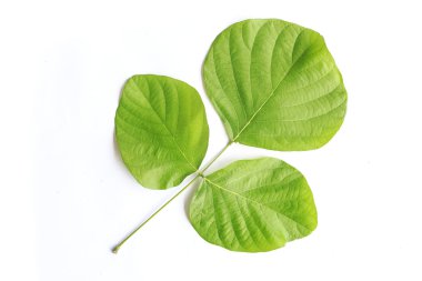 Beyaz arka plan üzerinde beyaz izole ağaç yaprak