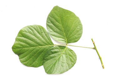 Beyaz arka plan üzerinde beyaz izole ağaç yaprak