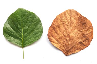 Beyaz arka plan üzerinde beyaz izole ağaç yaprak