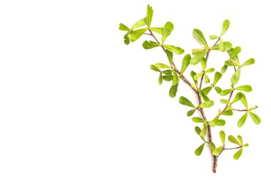 Beyaz arka plan üzerinde beyaz izole ağaç yaprak