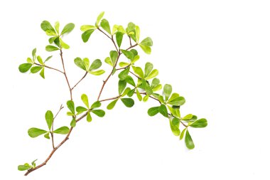 Beyaz arka plan üzerinde beyaz izole ağaç yaprak