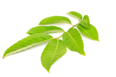 Ağaç yaprakları beyaz arkaplanda izole