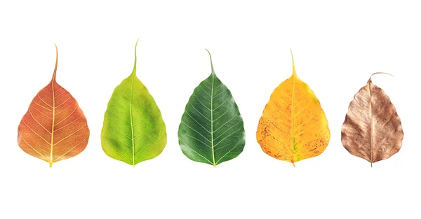 Hoja de árbol aislada sobre fondo blanco — Foto de Stock