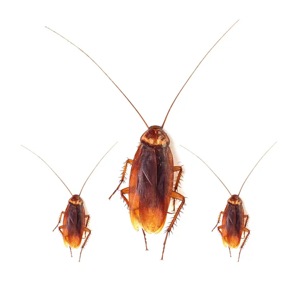 Cucaracha aislada sobre fondo blanco — Foto de Stock