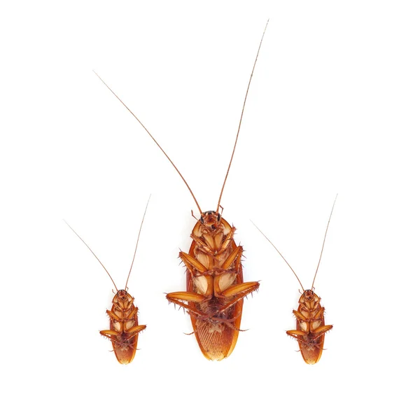 Cucaracha aislada sobre fondo blanco — Foto de Stock