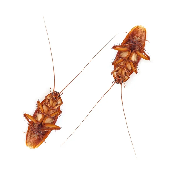 Cockroach isolated on a white background — Stock Photo, Image