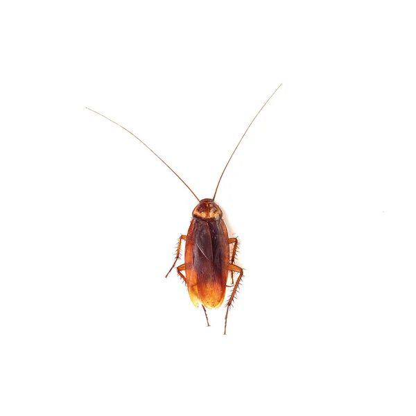 Kackerlacka isolerad på en vit bakgrund — Stockfoto