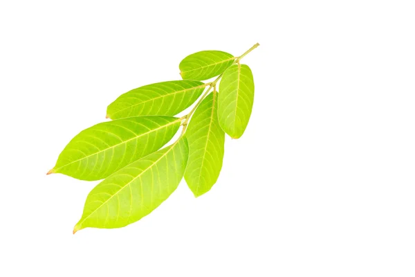 Träd blad isolerad på vit bakgrund — Stockfoto