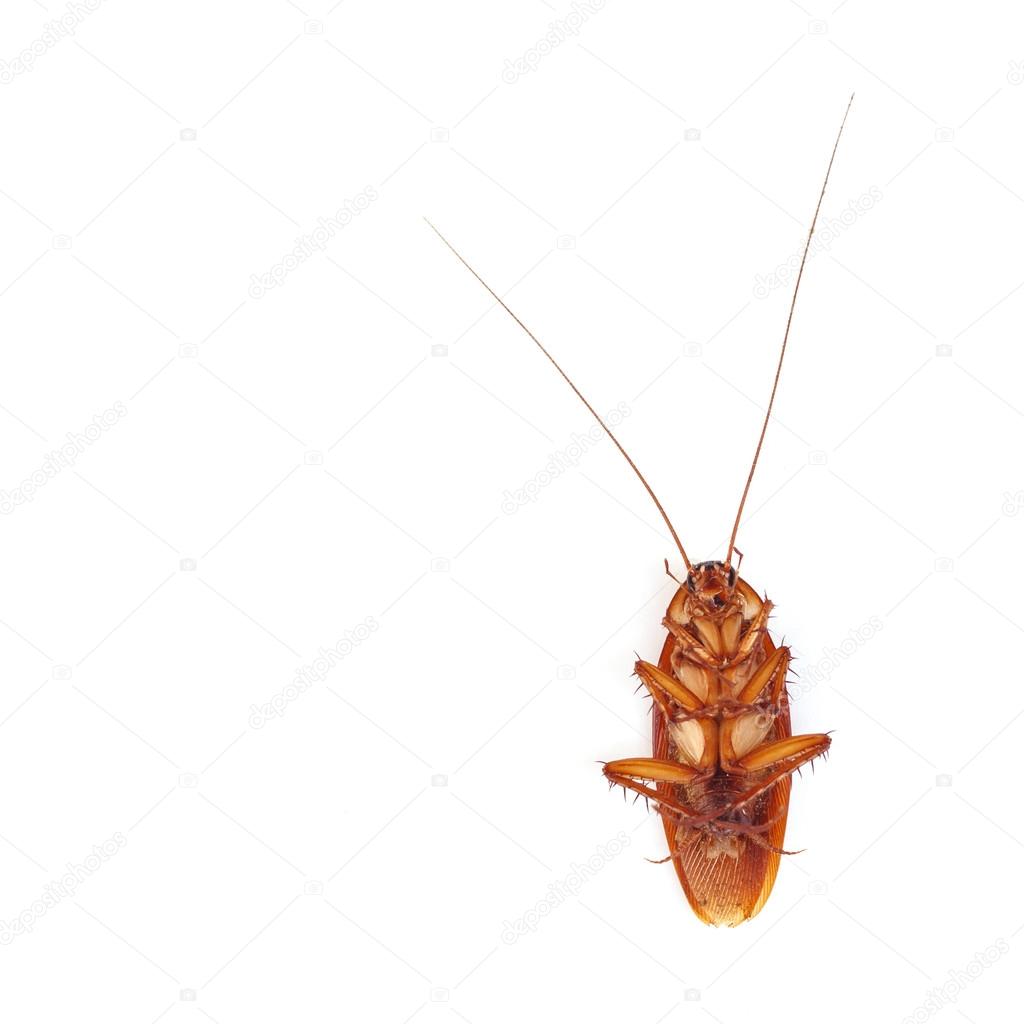 Cockroach isolated on a white background