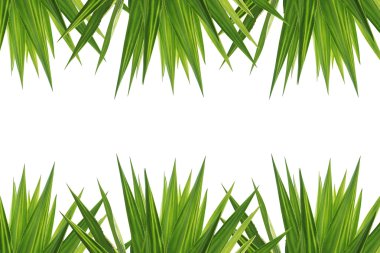 Beyaz arka plan üzerinde izole agav bitki