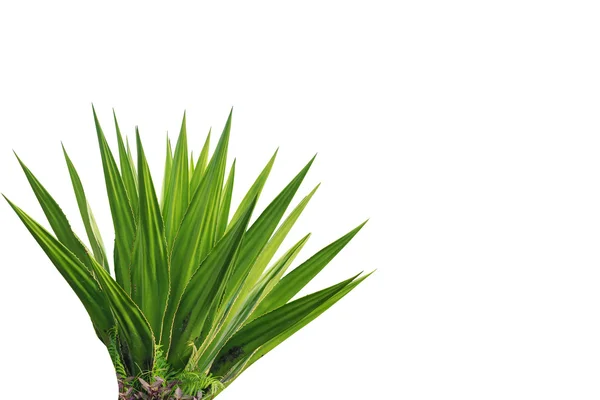 Agave plant isolated on white background — Stock Photo, Image