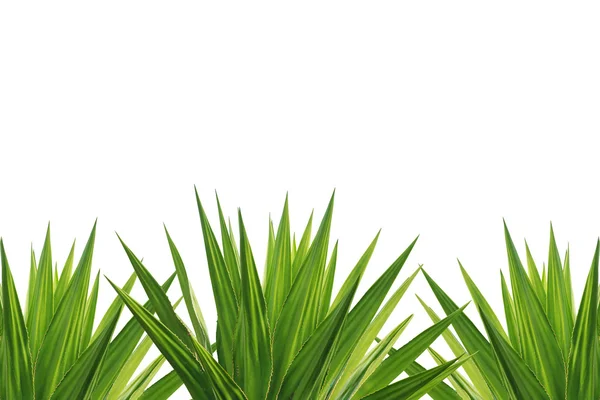 Beyaz arka plan üzerinde izole agav bitki — Stok fotoğraf